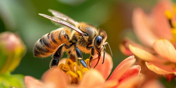 abeilles pollinisatrices