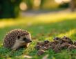 Comment savoir si c'est une crotte de crapaud ou hérisson